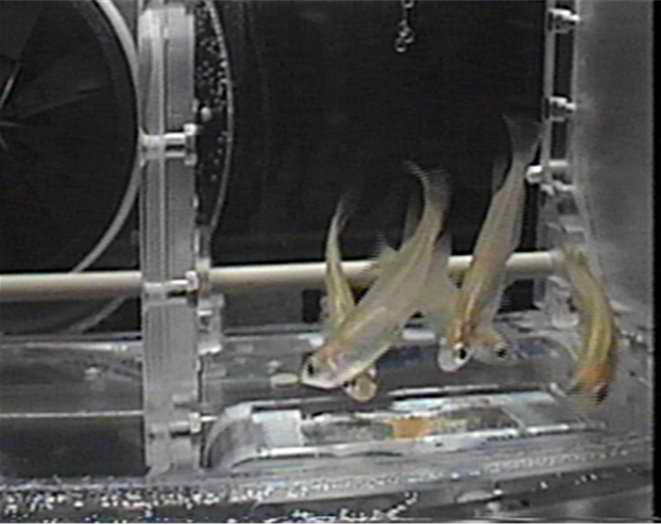 Next Space Station Crew to Try 'Fishy' Science